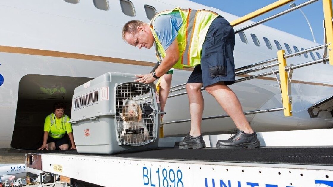 Unaccompanied Cargo/ Manifest Cargo - Pet Travel