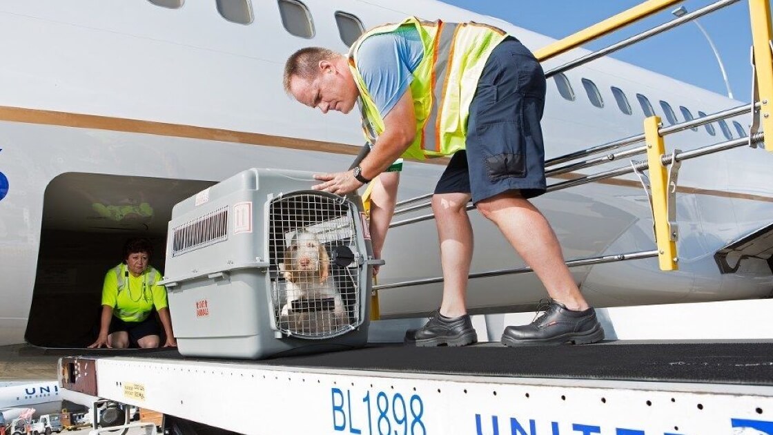 how do dogs travel on airlines